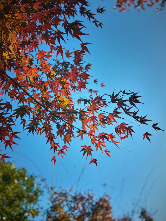 於東坡閣悟東坡，心靈的詩意放逐與寧靜歸所，醉心於陽羨山水