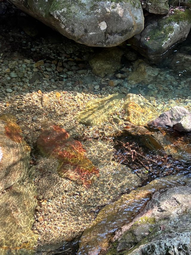 金華牛頭山國家森林公園｜金華八婺第一峰"