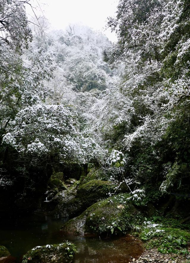 都江堰青城山2024年初雪