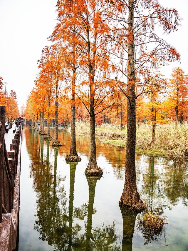 青西郊野公園池杉棧道