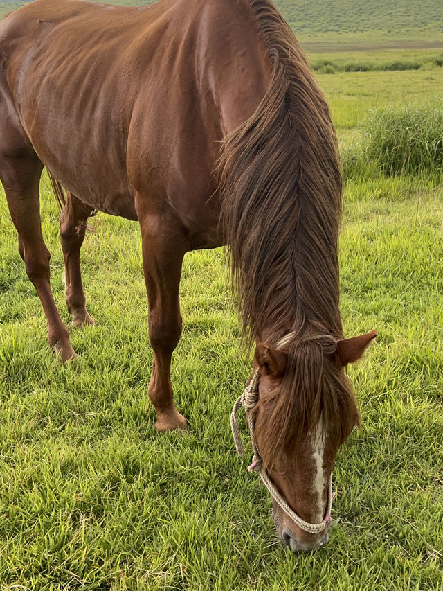 【熊本観光】阿蘇の草千里ヶ浜の放牧タイム🐴