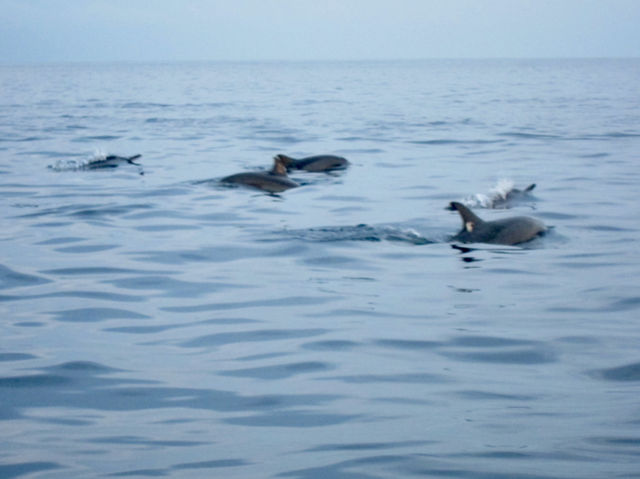 Chasing Dolphins at Lovina Beach: A Sunrise Adventure