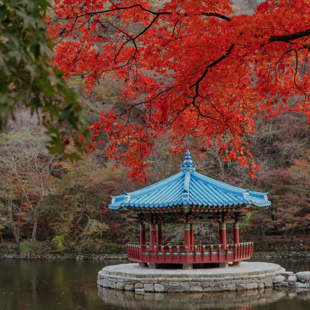 Autumn in Naejangsan – The Season of Yellow and Red