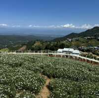 "Chiang Mai's flower farms: a feast for the eyes and a balm for the soul. Nature at its finest!