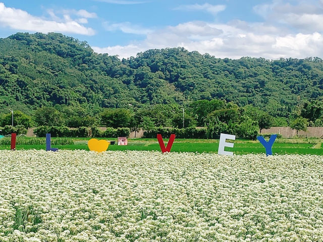 大溪韭菜花田