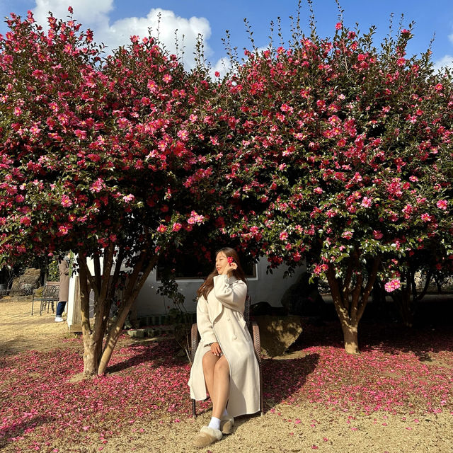 제주 겨울의 숨은 보석, 동박낭에서 만나는 아기자기한 동백 정원🌺