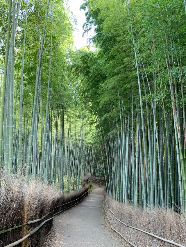 【京都　嵯峨野おすすめ観光スポット】