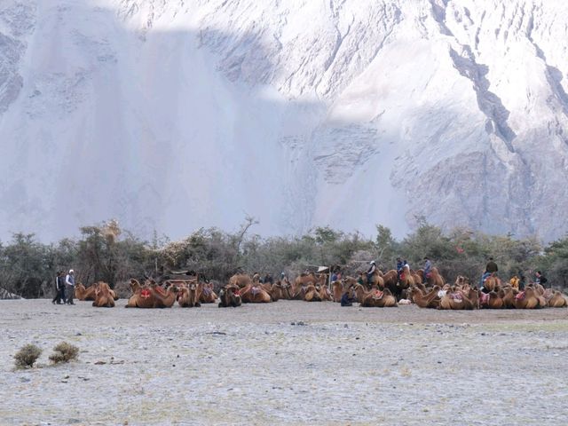 Nubra Valley Sand Dunes เล ลาดักห์ อินเดีย