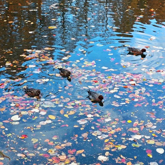 Osaka Castle in Autumn 🏰