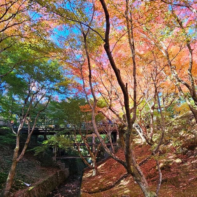 京都楓葉之王，東福寺的絕美賞楓體驗。