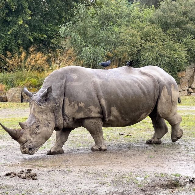 Dublin Zoo is just WoW 🗺️