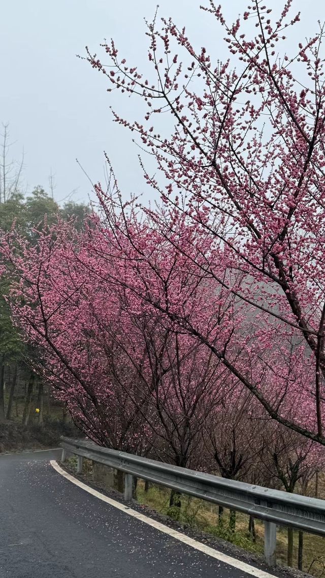 春意盎然探古寺村：繁花與靜謐的交響曲