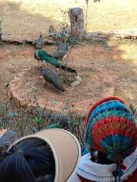 預算500 兩大一小雲南野生動物園親子遊攻略