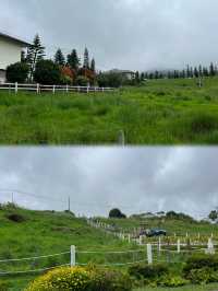 亞庇神山牧場｜「我的阿勒泰」分會場還能親自餵小牛