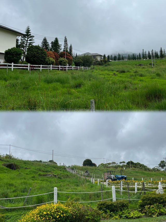 亞庇神山牧場｜「我的阿勒泰」分會場還能親自餵小牛