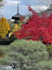 Explore the Stunning Autumn Foliage at Toji Temple in Kyoto!