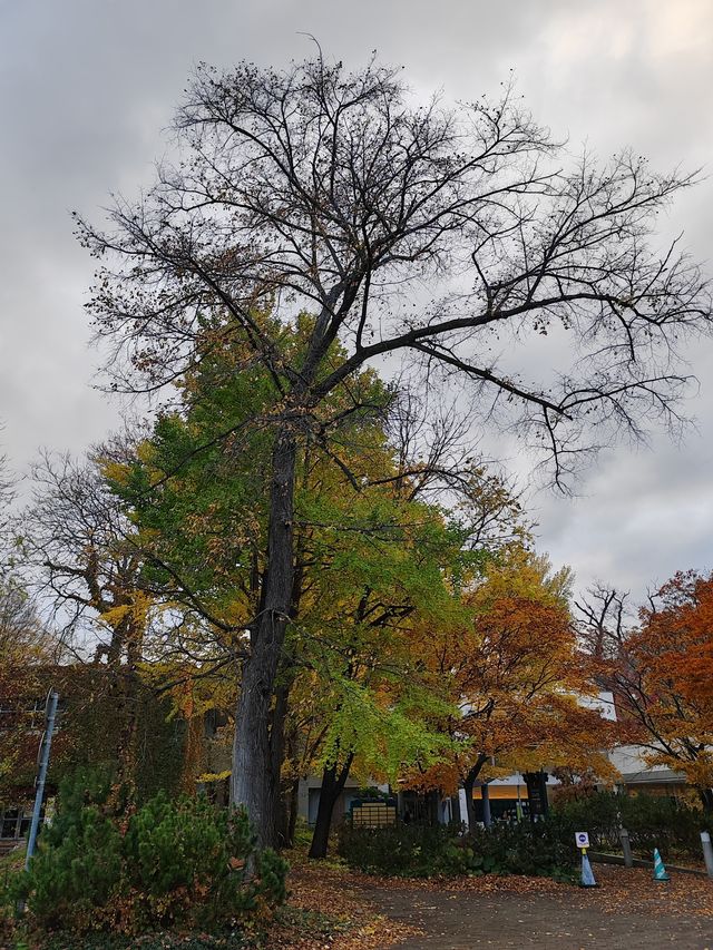 札幌北海道大學楓紅景色。