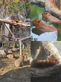 紅山森林動物園遊玩攻略｜這一篇就夠了。