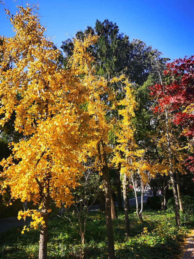 漫步城市林間秋色~和平公園