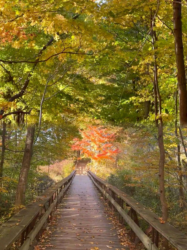 喜秋，賞楓的季節，探索阿岡昆的自然美景！