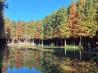 撈魚河公園——樹和鳥的樂土