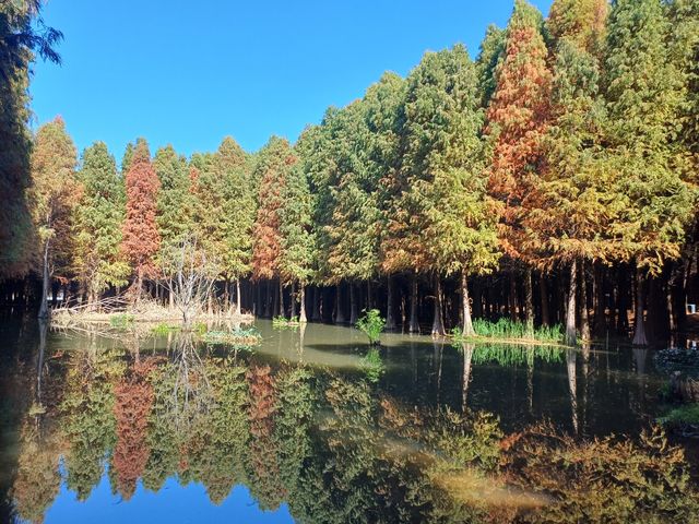 撈魚河公園——樹和鳥的樂土