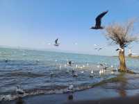 撈魚河公園——樹和鳥的樂土