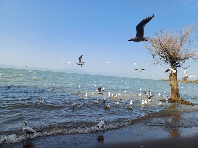 撈魚河公園——樹和鳥的樂土