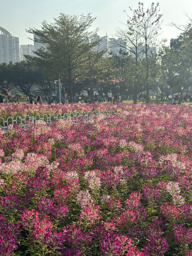 廣州本年度最好看的花海來啦