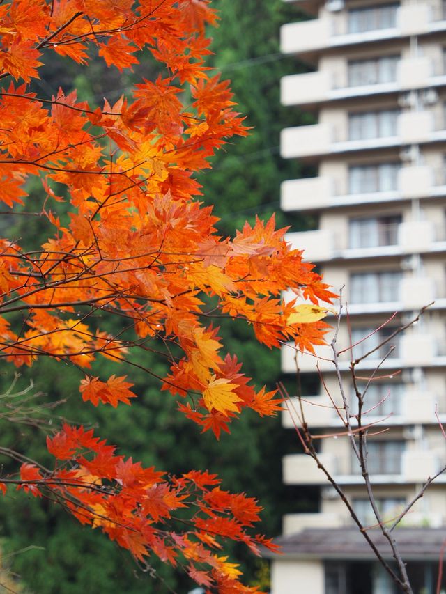 日本8日長者遊｜悠閒玩樂不累人