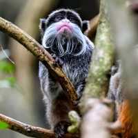 【吉隆坡】馬來西亞國家動物園～迷人野生動物