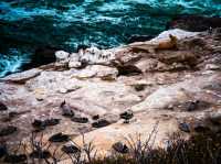 Seal and Sea Lion Encounters in La Jolla