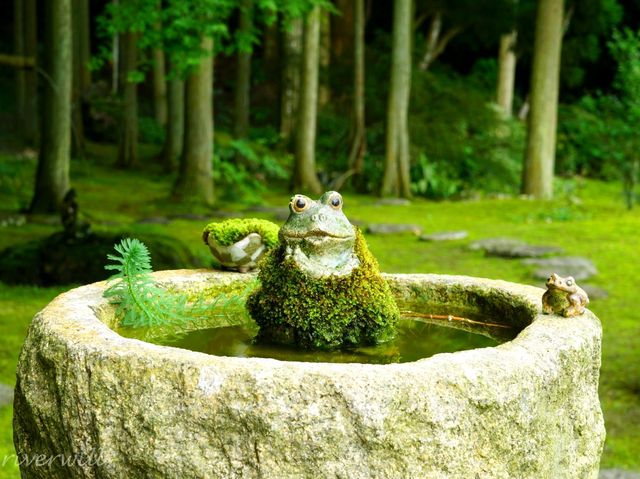 【愛媛県】苔むす絶景カフェの癒し空間「苔むしろ」