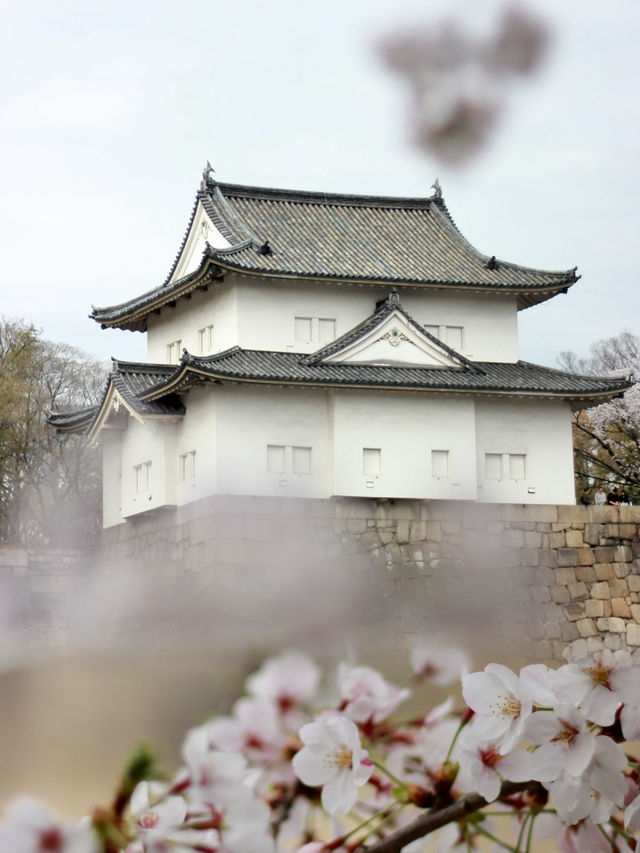 Osaka Castle in Full Bloom: A Spring time  Sakura Dream