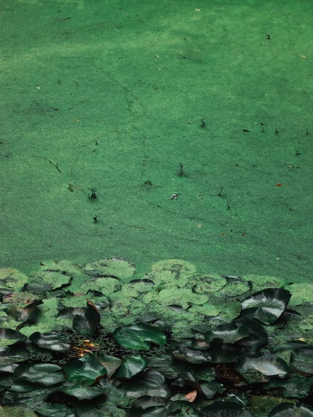 Green Ponds and Lily Pads in Wuxi🍃🌳🛶