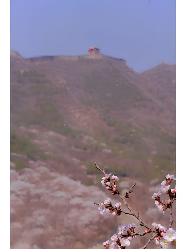 北京昌平居庸關花海｜開往春天的列車