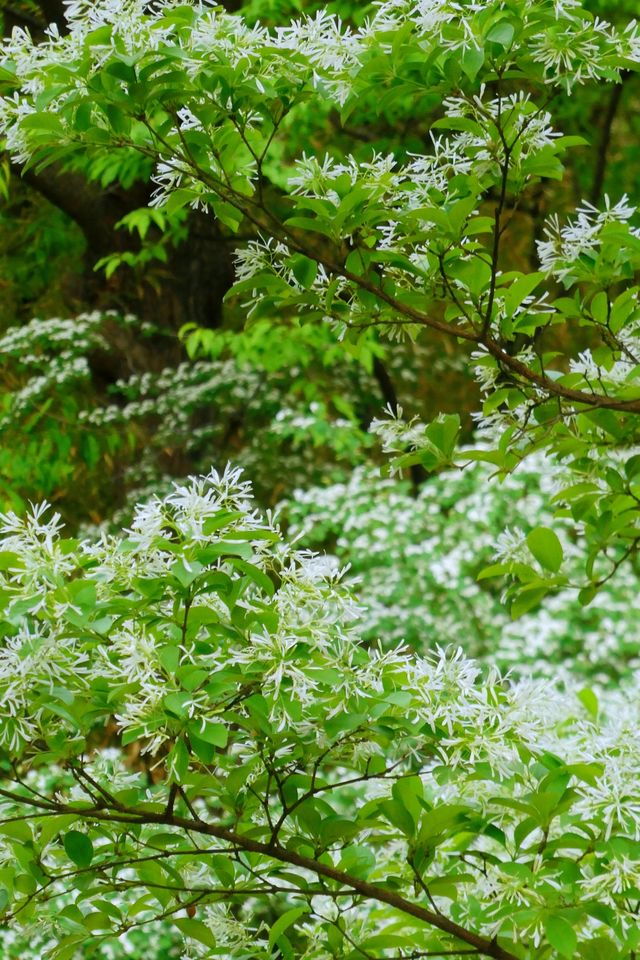 奧森神秘神樹驚豔亮相，流蘇花海等你來探索！