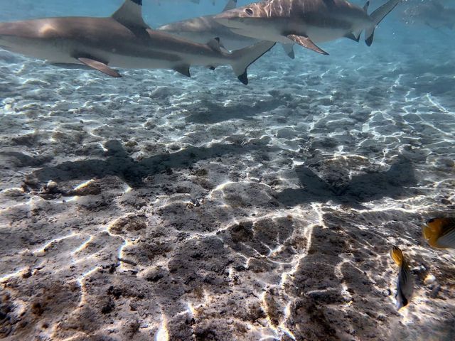 真實版「摸魚」體驗，這裡的鯊魚不咬人。