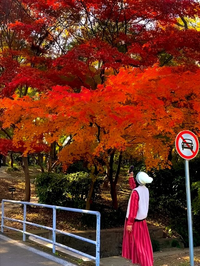 12月2日實拍！！植物園楓葉紅了……美得令人落淚。