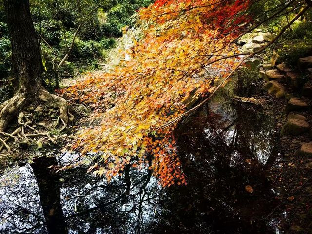 環山森林氧吧·雅適（西湖風景名勝區店）