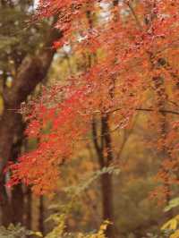 重慶彩雲湖濕地公園