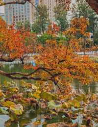 昆明｜初冬的翠湖公園 已經美得不像話了