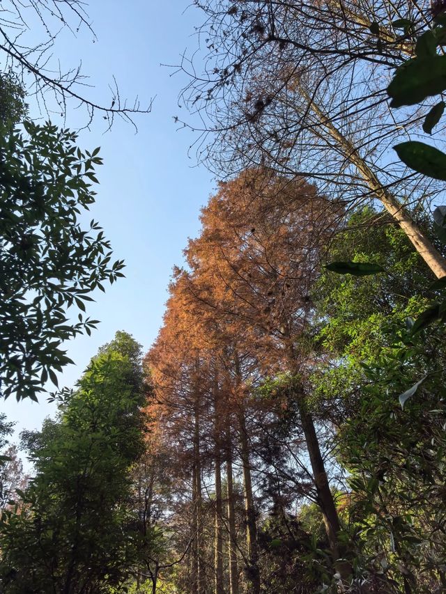 鳳棲山｜鳳舞九天，棲於仙境