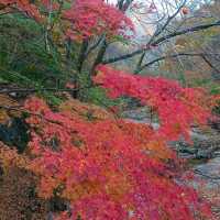 秋天韓國內藏山賞楓