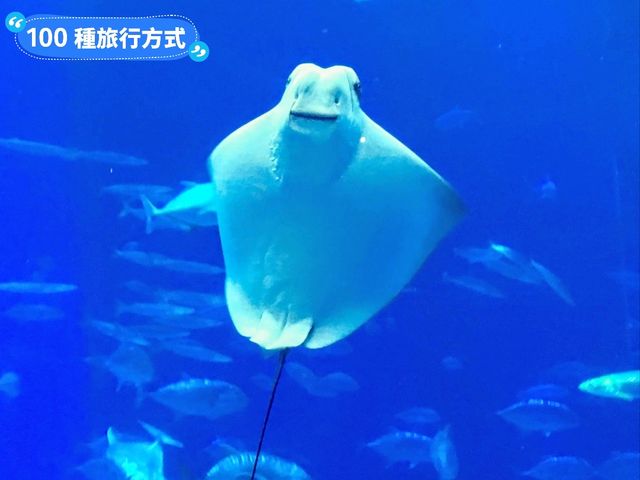 沖繩親子旅行好去處：亞州最大的美麗海水族館