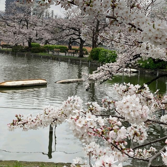 東京景點｜巧遇櫻花盛開~東京賞櫻勝地上野恩賜公園