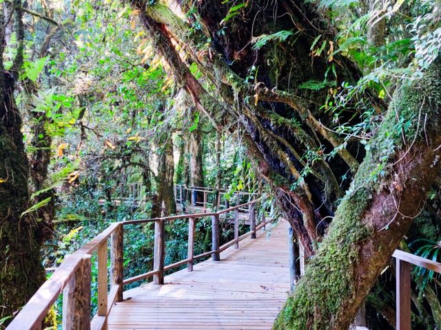 เส้นศึกษาธรรมชาติอ่างกา Ang Ka Nature Trail