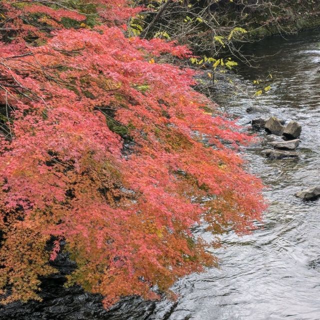 輕津之嵐山，移植自京都的紅葉名所：中野紅葉山