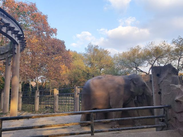 上海動物園從沒讓我失望過