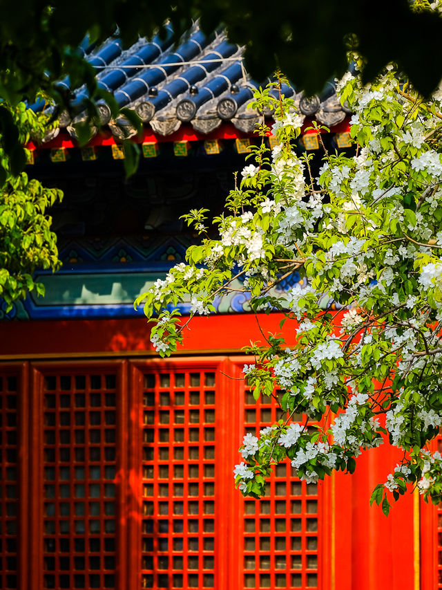 北京春季賞花，智化寺“三白”不容錯過